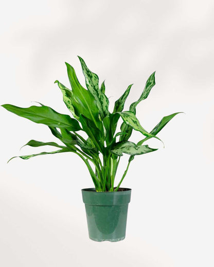 juliette aglaonema Chinese Evergreen Miss Juliette: Buy Online for Elegant Indoor Decor | Mygreenscape