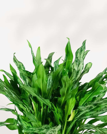 juliette aglaonema Chinese Evergreen Miss Juliette: Buy Online for Elegant Indoor Decor | Mygreenscape