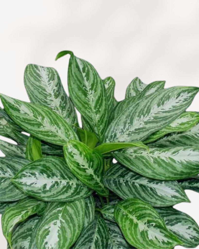 aglaonema moonshine Chinese Evergreen Moonlight Bay | Buy Online – Elegant Indoor Plant for Any Space | Mygreenscape