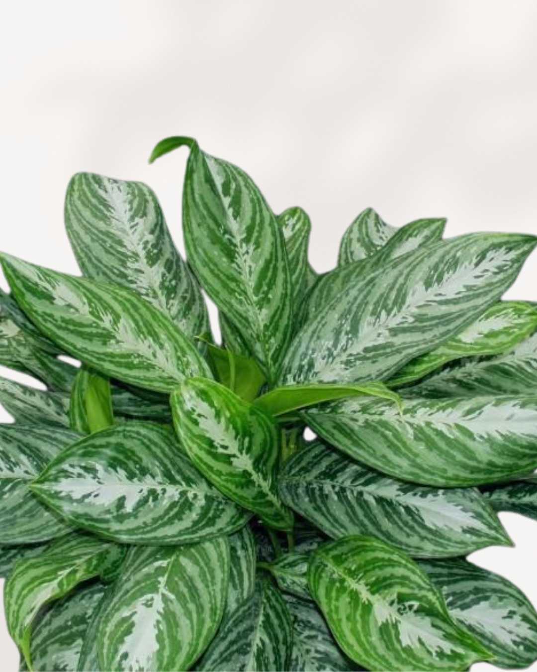 Aglaonema Moonlight Bay | Buy Online