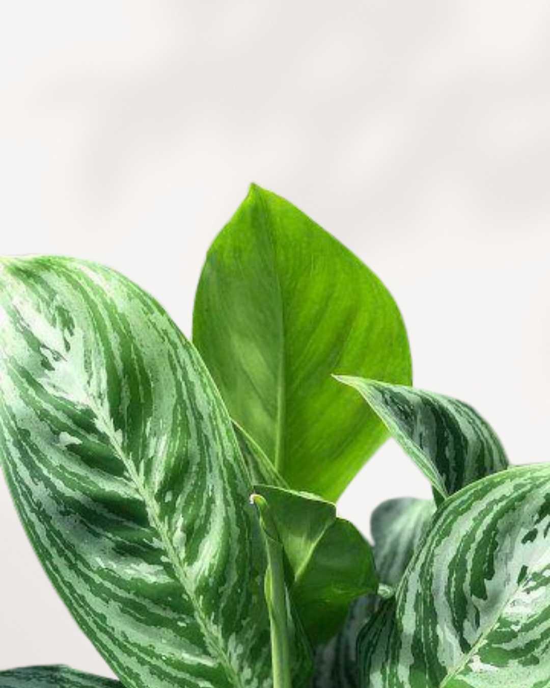 Aglaonema Moonlight Bay | Buy Online