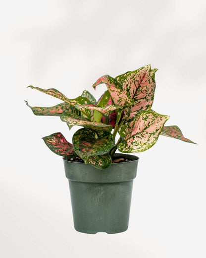 Aglaonema Panther | Buy Online