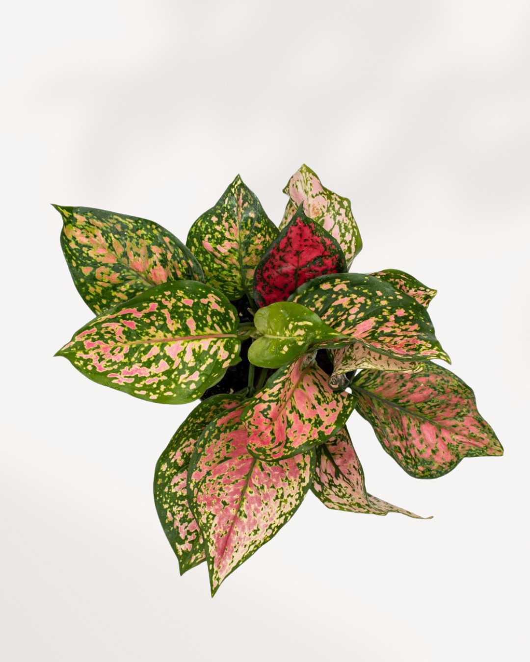 Aglaonema Panther | Buy Online