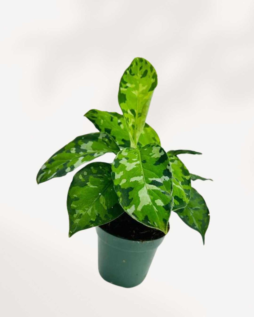 Aglaonema Pictum Tricolor