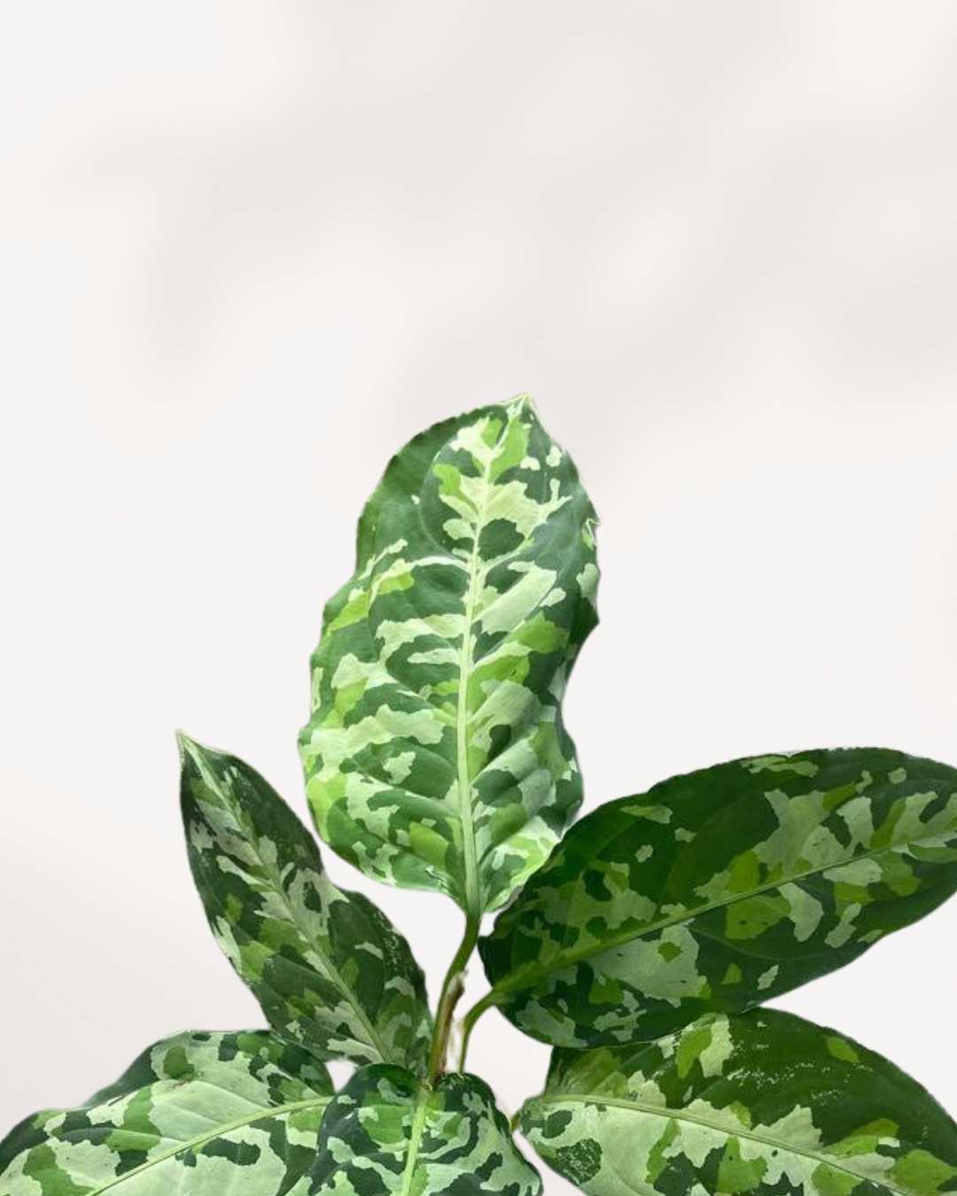 Aglaonema Pictum Tricolor | Buy Online