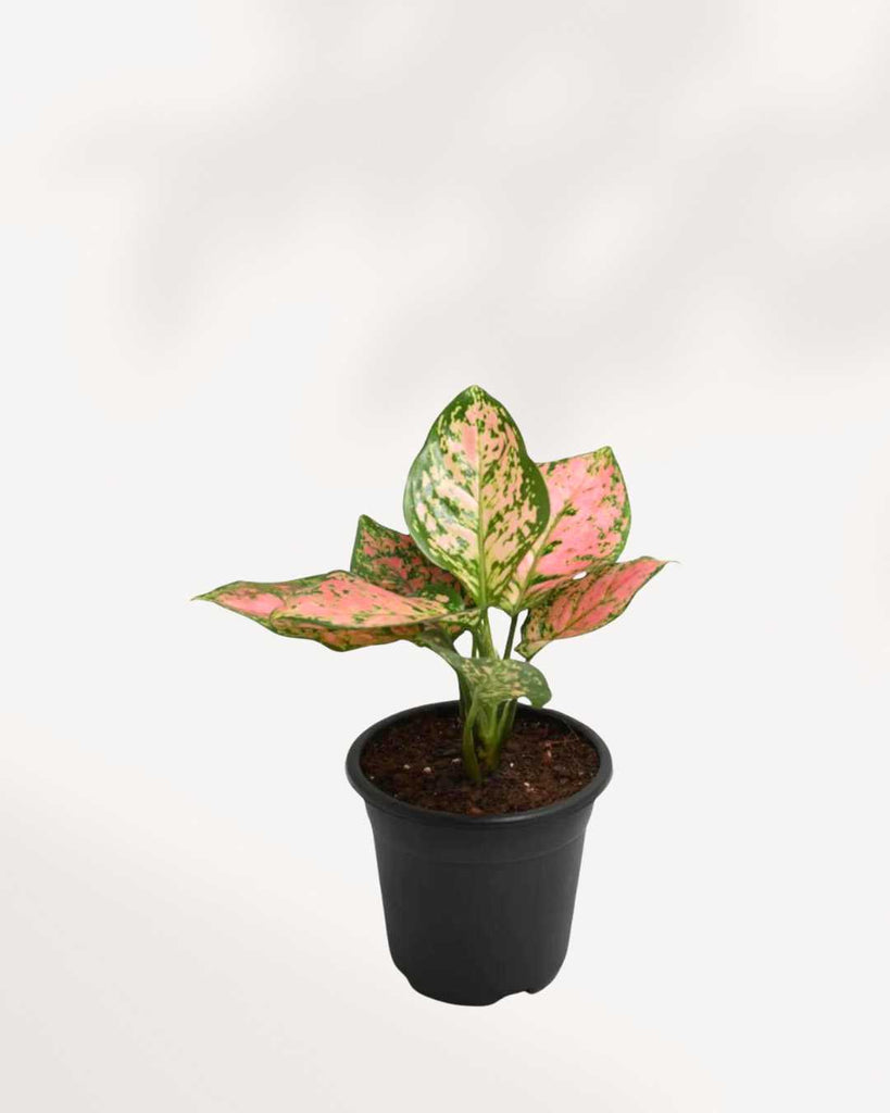 Aglaonema Pink Dalmatian