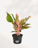 Aglaonema Pink Sapphire 6" Pot - Medium