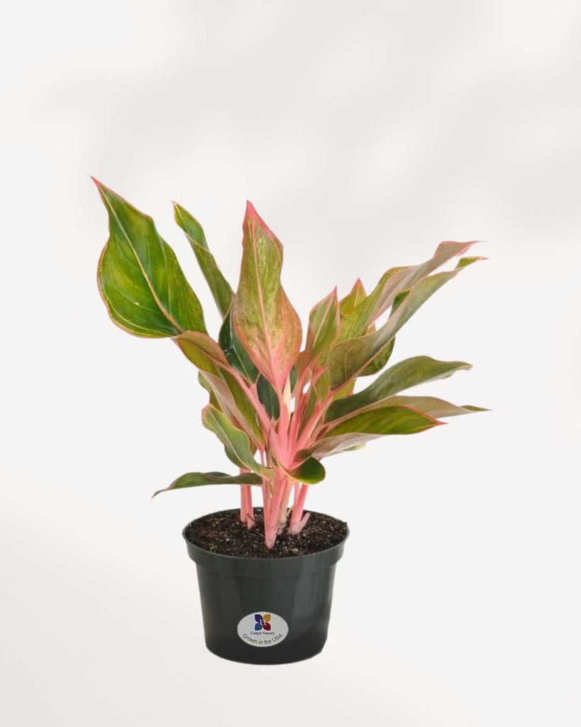Aglaonema Pink Sapphire 6" Pot - Medium