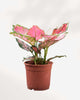 Aglaonema Pink Valentine 4" Pot - Medium