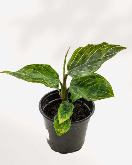 Chinese Evergreen Red Army | Buy Online - Vibrant Red Foliage Houseplant |  Mygreenscape | Buy Plants Online