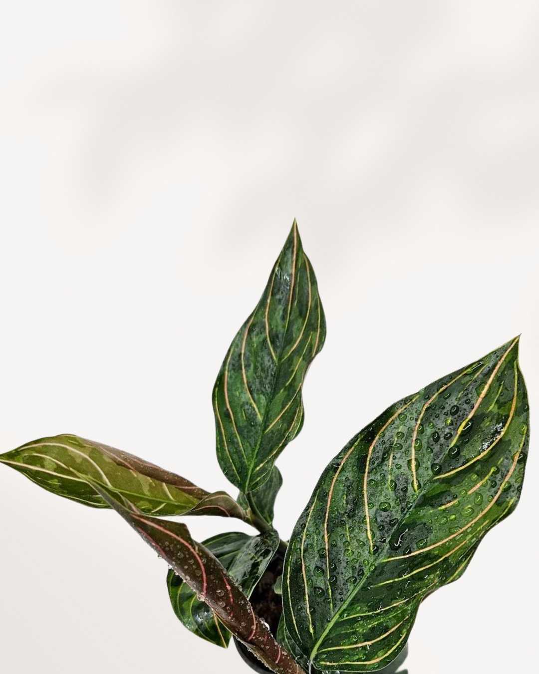 aglaonema army Chinese Evergreen Red Army | Buy Online - Vibrant Red Foliage Houseplant | Mygreenscape