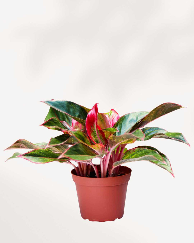 aglaonema 'siam aurora Chinese Evergreen Siam Aurora | Buy Online - Vibrant & Low Maintenance | Mygreenscape
