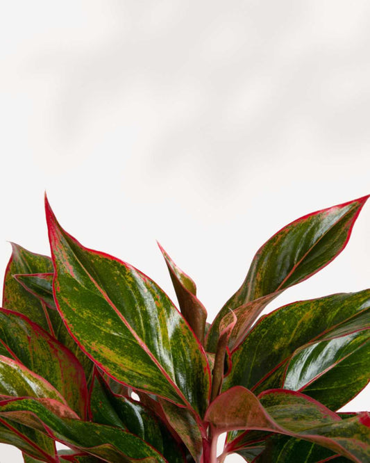 Aglaonema Siam Aurora | Buy Online