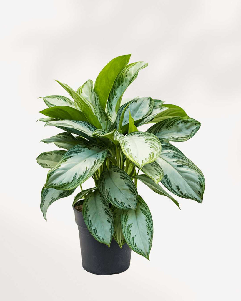 aglaonema silver bay toxic to cats Chinese Evergreen Silver Bay Exquisite Houseplant | Buy Online Today | Mygreenscape