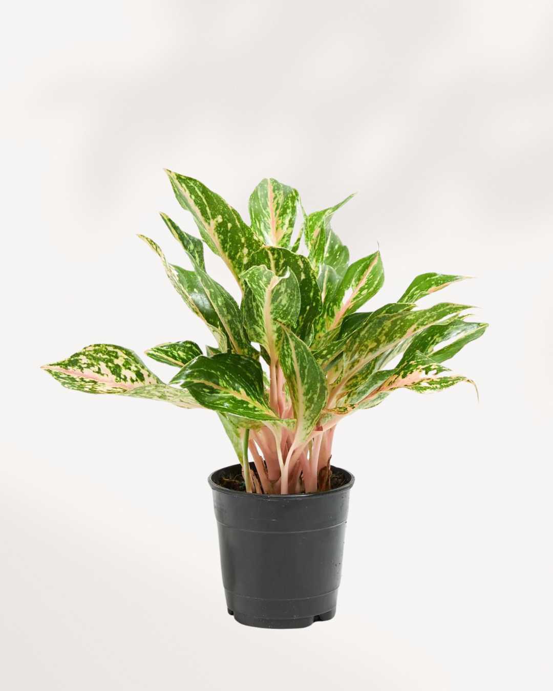 Aglaonema Sparkling Sarah | Buy Online