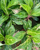 Aglaonema Sparkling Sarah