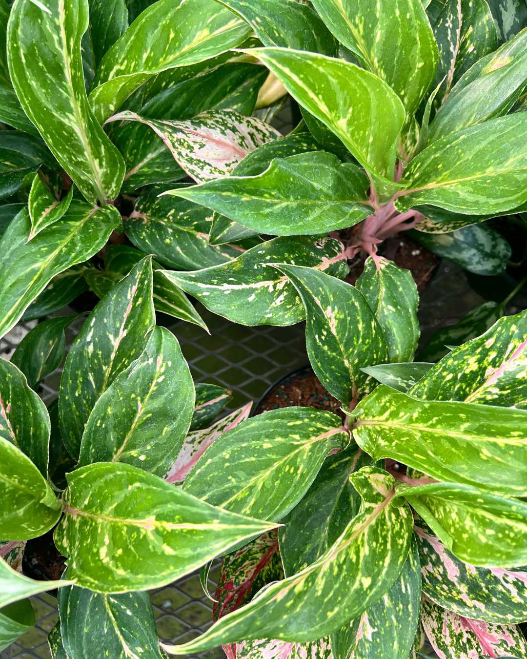 Aglaonema Sparkling Sarah | Buy Online