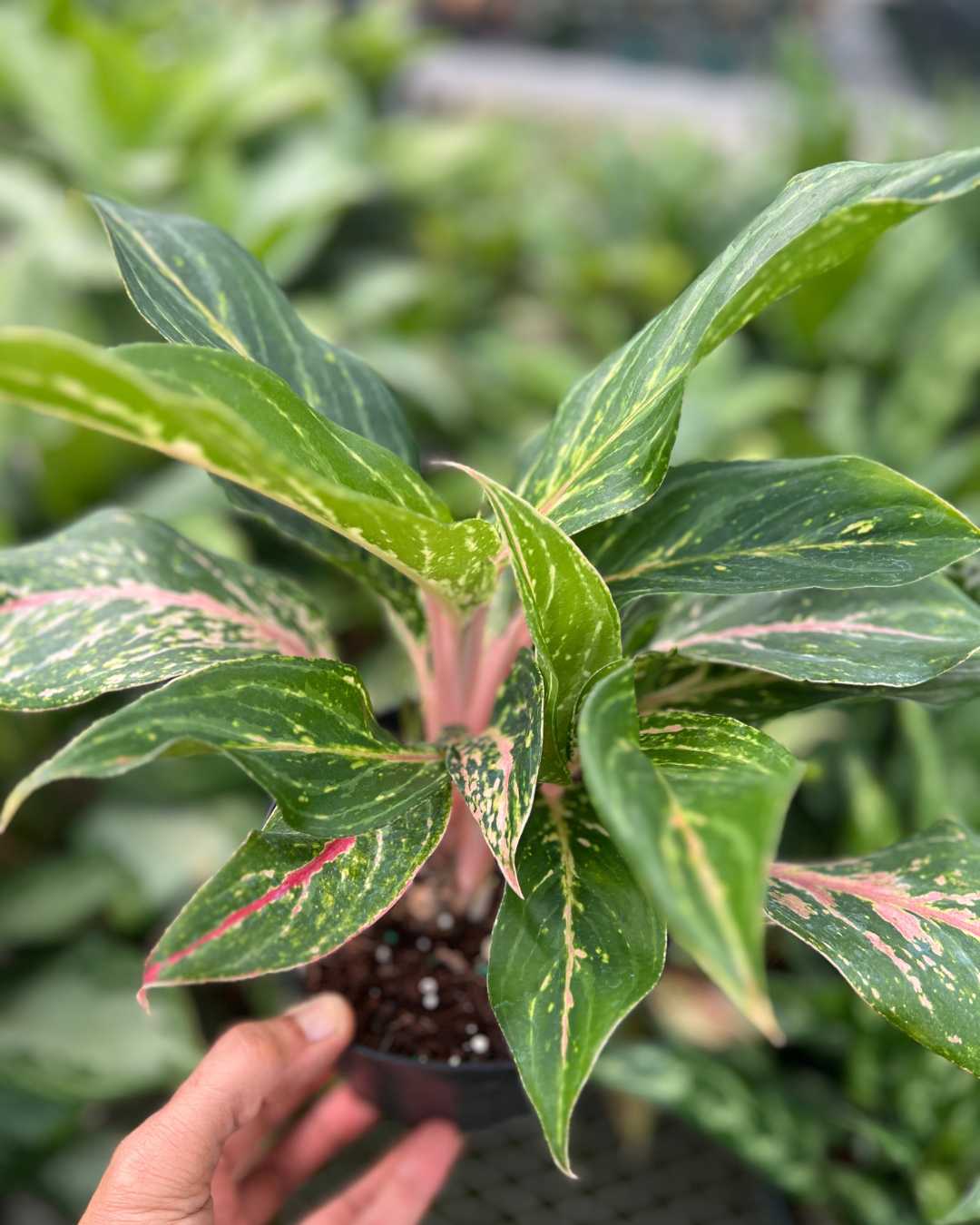 Aglaonema Sparkling Sarah | Buy Online