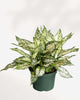 Aglaonema Spring Snow