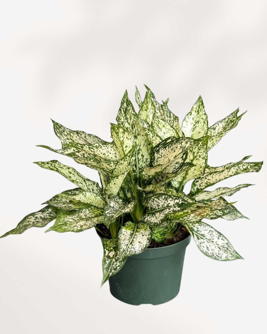 spring snow aglaonema Chinese Evergreen Spring Snow | Buy Online - Elegant and Easy-Care Houseplant | Mygreenscape