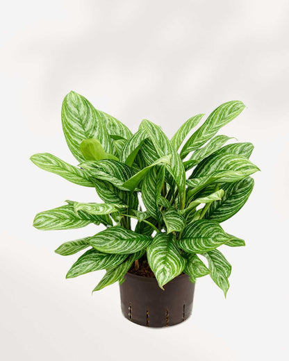 aglaonema stripes Chinese Evergreen Stripes | Buy Online - Low-Light Indoor Plant | Mygreenscape