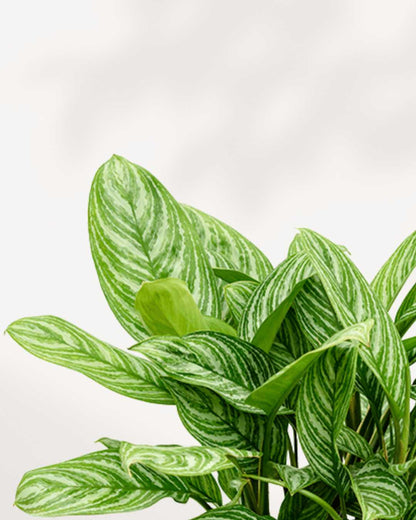 Aglaonema Stripes | Buy Online