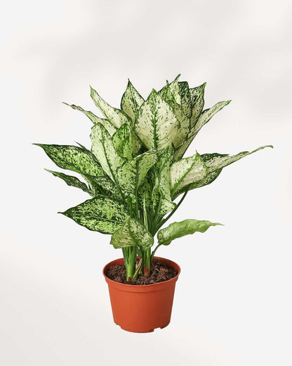 dalmatian aglaonema Buy Chinese Evergreen White Dalmatian Online | Beautiful Indoor Plant for Sale | Mygreenscape