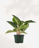 Aglaonema Green Papaya | Buy Online