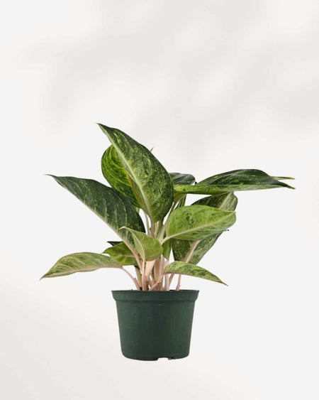 aglaonema green papaya Chinese Evergreen Green Papaya | Buy Online - Vibrant & Easy-Care Indoor  Plant | Mygreenscape