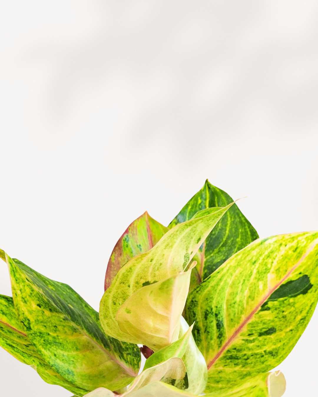 Aglaonema Green Papaya | Buy Online