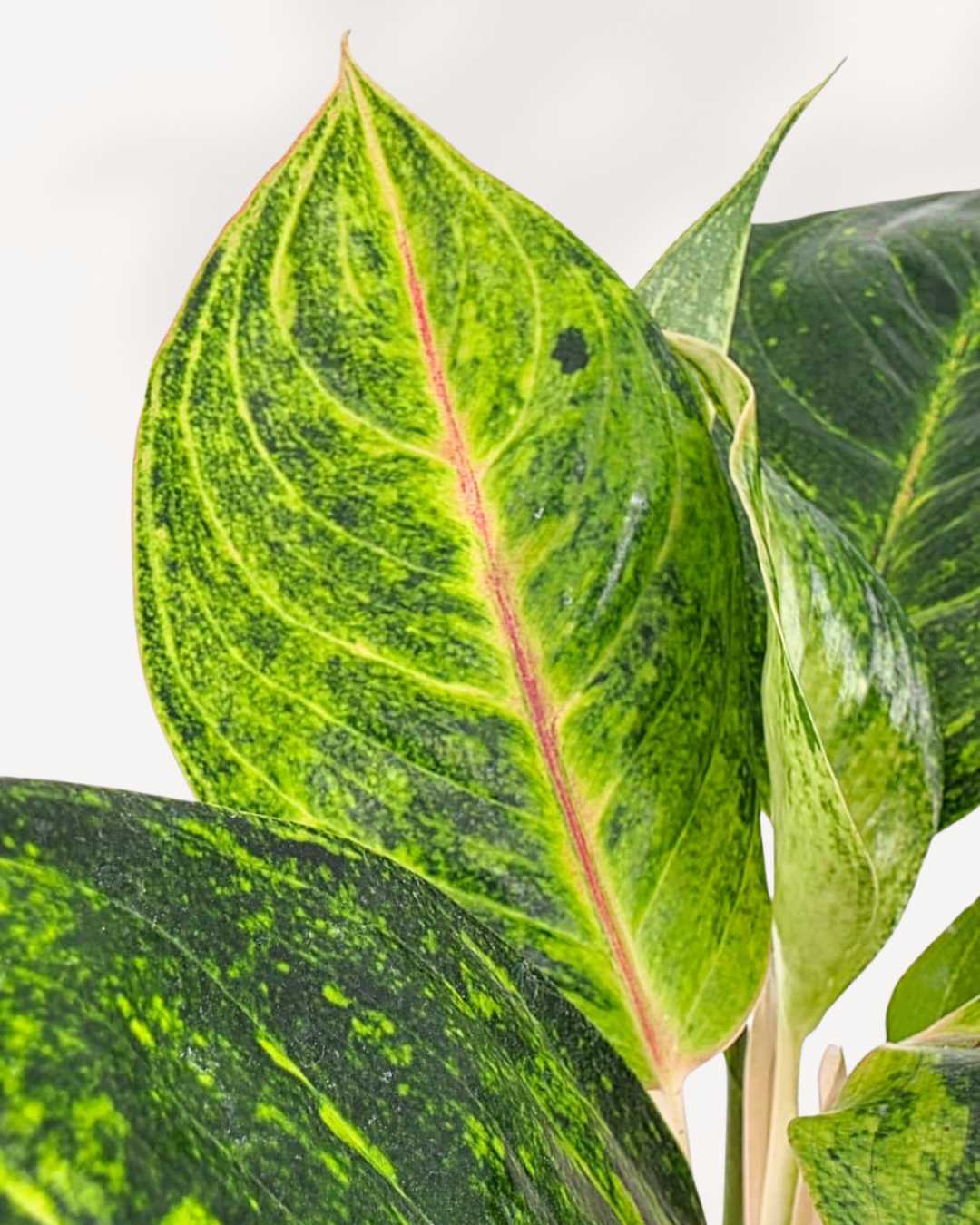 green papaya aglaonema Chinese Evergreen Green Papaya | Buy Online - Vibrant & Easy-Care Indoor Plant | Mygreenscape