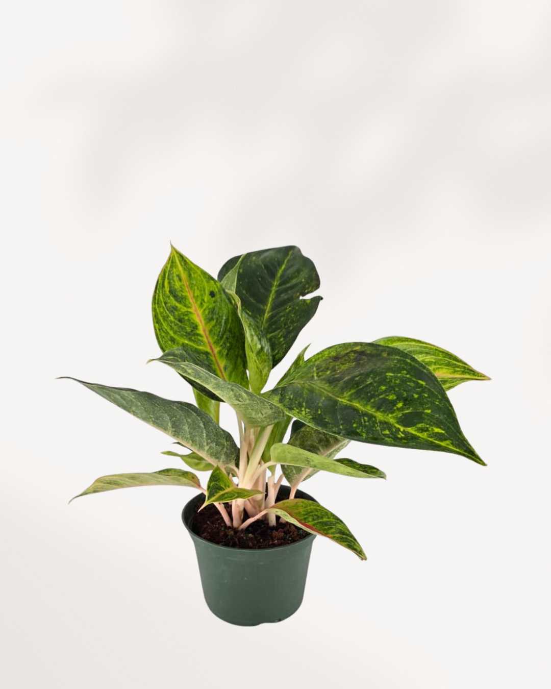 Aglaonema Green Papaya | Buy Online