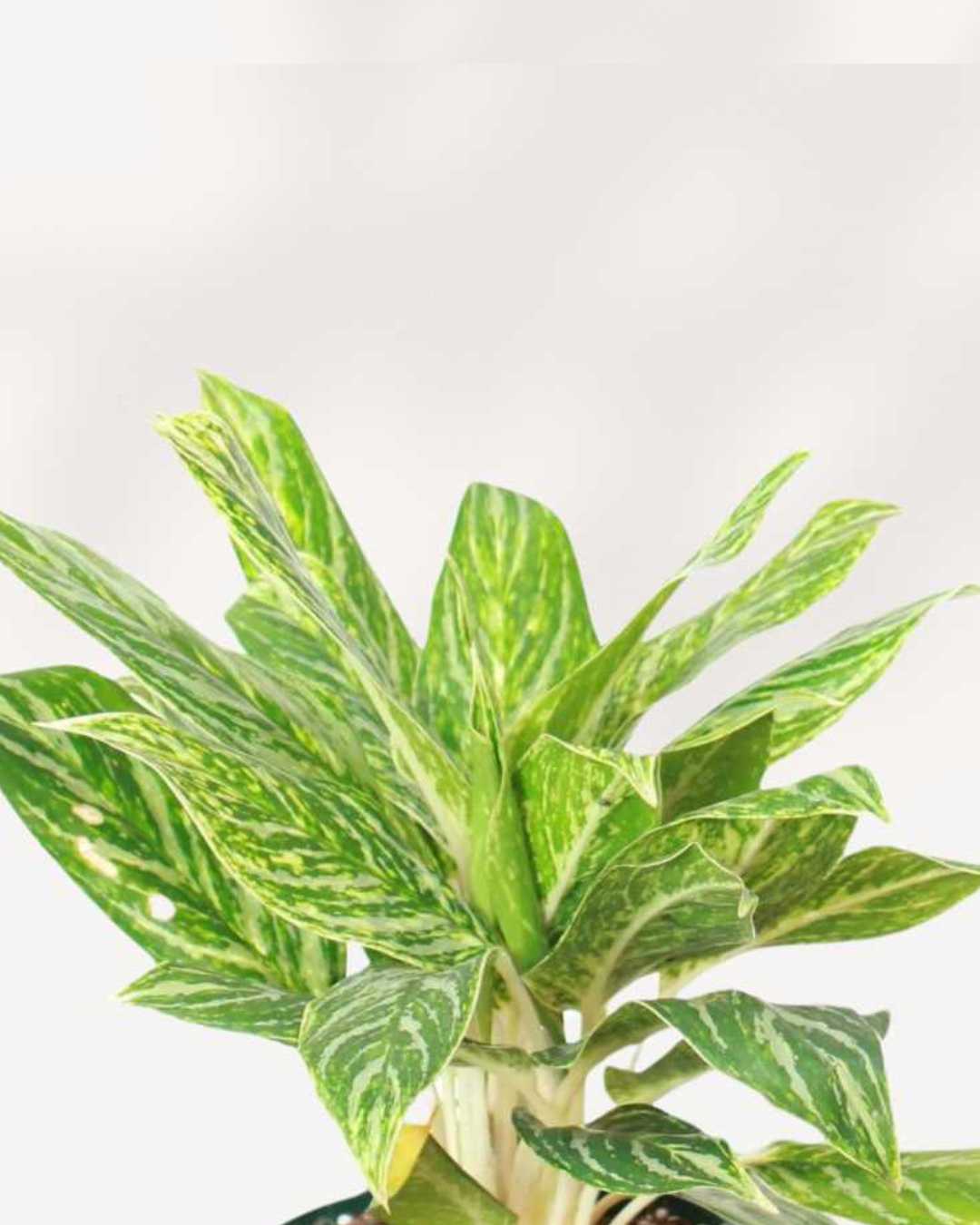 aglaonema golden madonna poison Chinese Evergreen Aglaonema Golden Madonna | Buy Online - Elegant Low-Light Houseplant | Mygreenscape