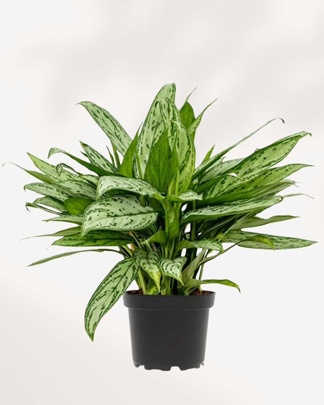 aglaonema maria cats Buy Chinese Evergreen Maria Christina Online | Elegant Indoor Foliage | Mygreenscape