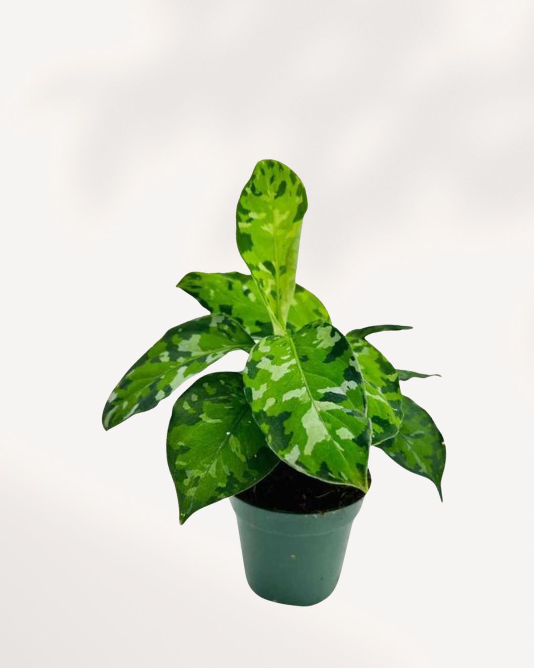 Aglaonema Pictum Tricolor styled in modern planter, statement camouflage houseplant for bright indoor spaces, available online GTA