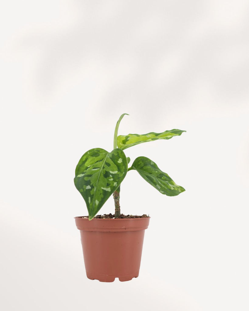 aglaonema pictum tricolor canada Aglaonema Pictum Tricolor for Sale in Richmond Hill GTA, Available Online and In Store | Mygreenscape