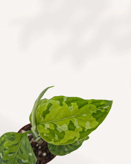 Aglaonema Pictum Tricolor plant with rare camouflage patterned leaves in nursery pot, premium indoor houseplant available online and in store Richmond Hill GTA