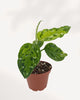 Aglaonema Pictum Tricolor side profile displaying layered tricolor foliage, exotic indoor plant for sale in Richmond Hill and GTA delivery