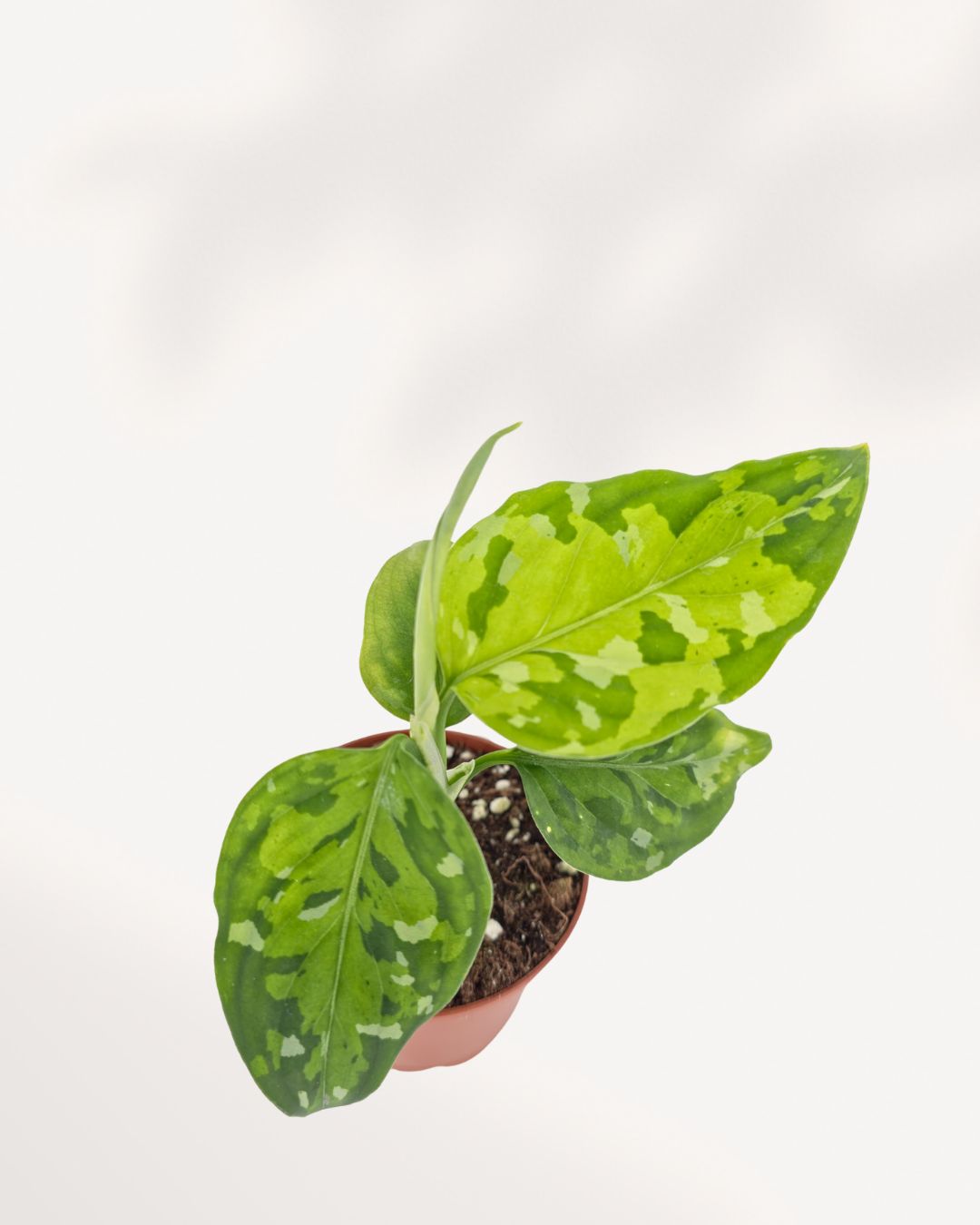 aglaonema pictum tricolor canada Aglaonema Pictum Tricolor for Sale in Richmond Hill GTA, Available Online and In Store | Mygreenscape