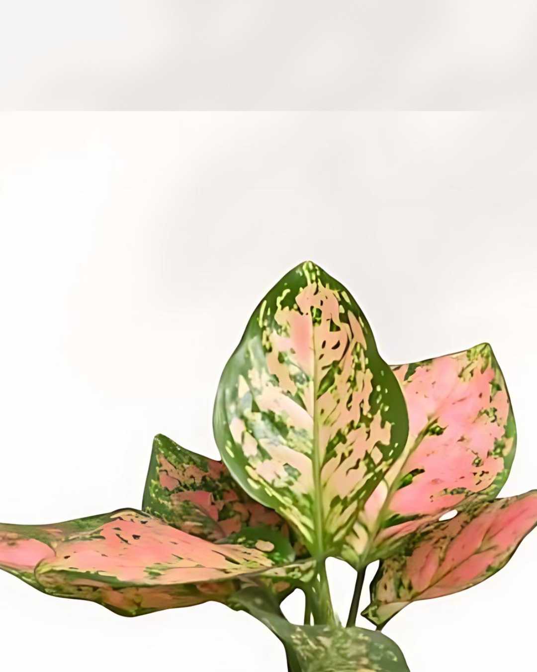 pink dalmatian aglaonema toxic to cats Buy Chinese Evergreen Pink Dalmatian Online - Vibrant Indoor Plant | Mygreenscape
