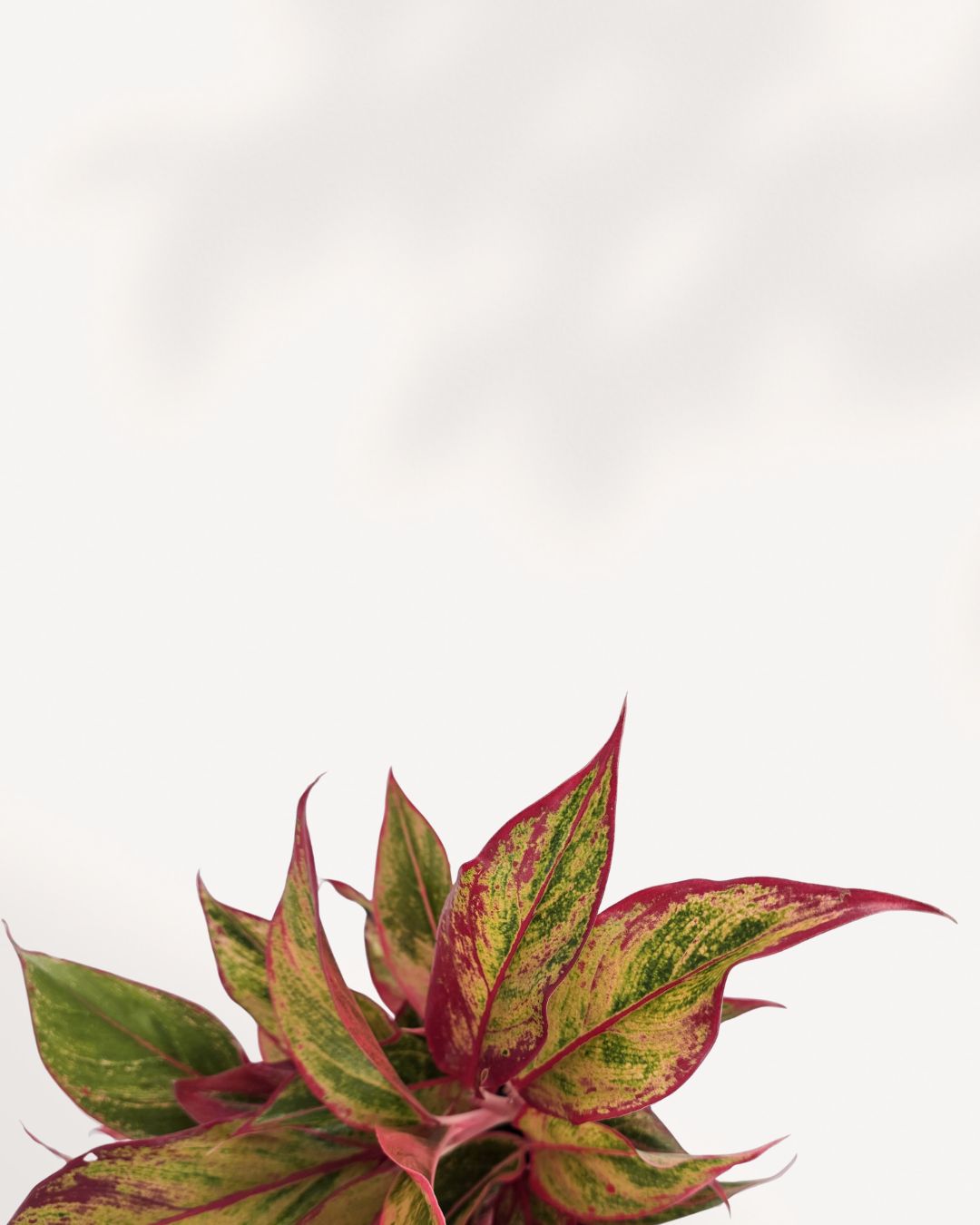 aglaonema red siam benefits Chinese Evergreen Red Siam | Buy Online - Vibrant Red Indoor Plant | Mygreenscape