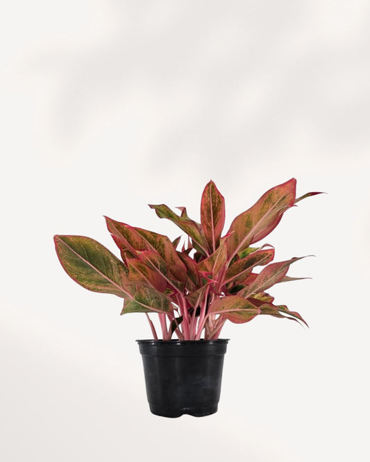 Aglaonema Red Siam