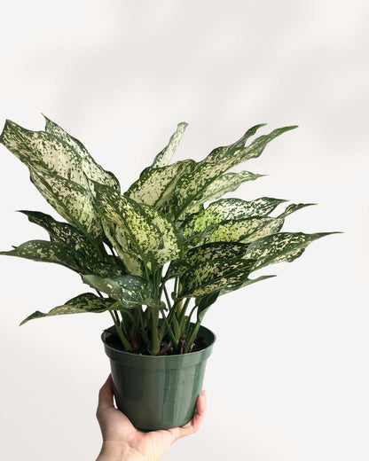 Aglaonema Spring Snow | Buy Online