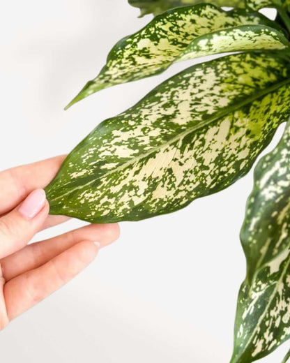 Aglaonema Spring Snow | Buy Online