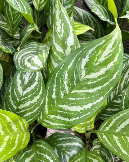 Aglaonema Stripes | Buy Online