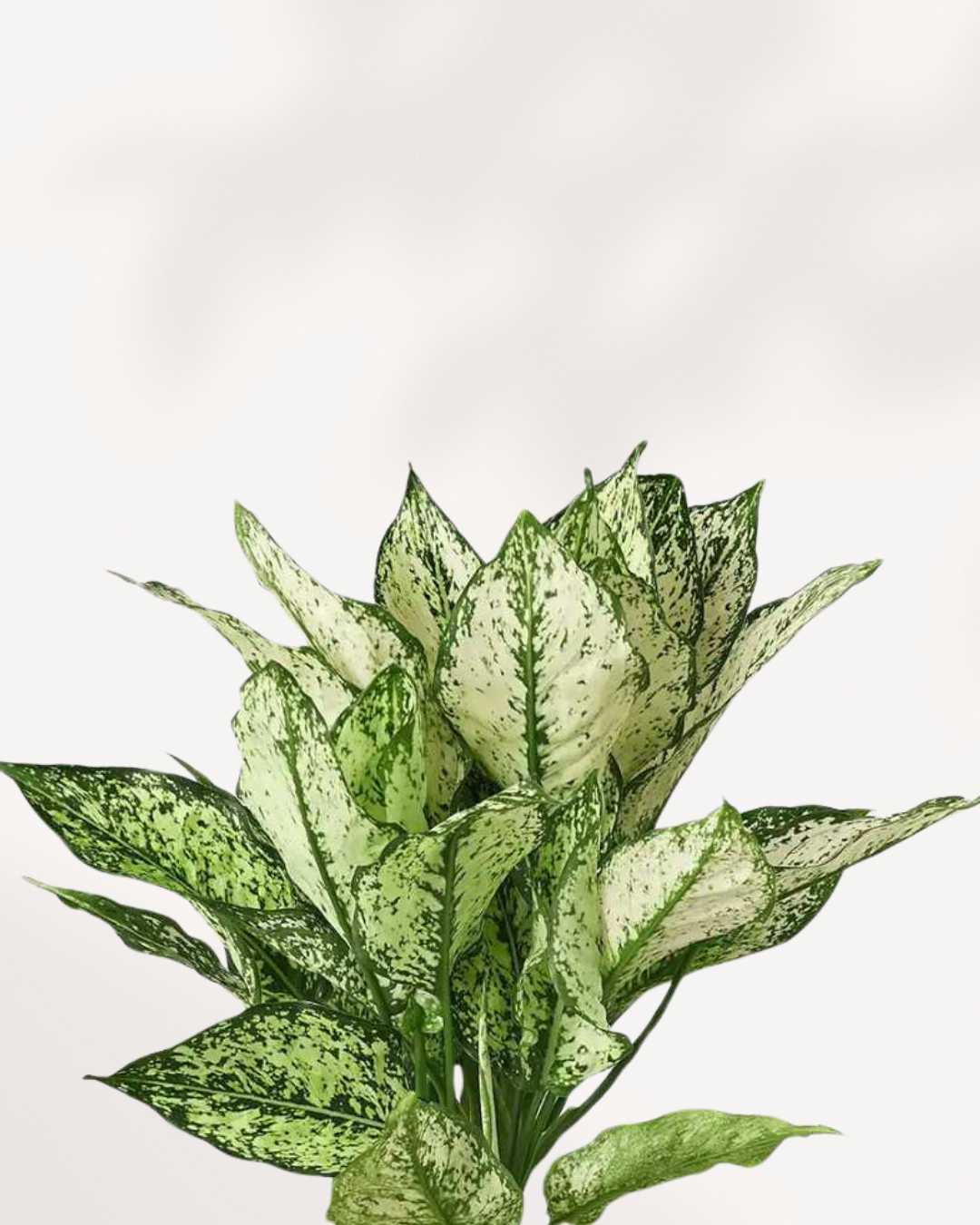 Aglaonema White Dalmatian | Buy Online