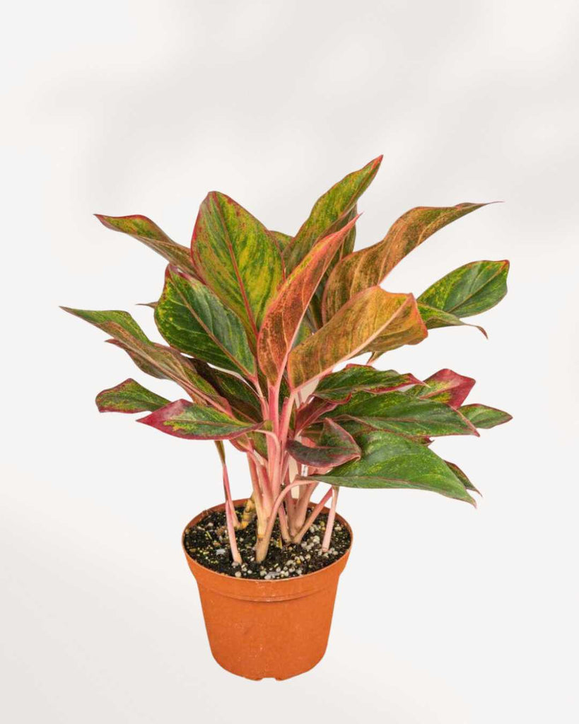 is aglaonema toxic to cats Chinese Evergreen Red Siam | Buy Online - Vibrant Red Indoor Plant | Mygreenscape