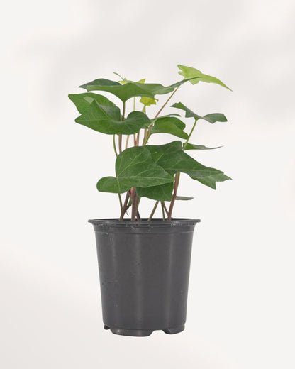 Full front view of a lush Algerian Ivy Green houseplant, showing vigorously trailing stems with large, glossy emerald-green leaves cascading from a pot.
