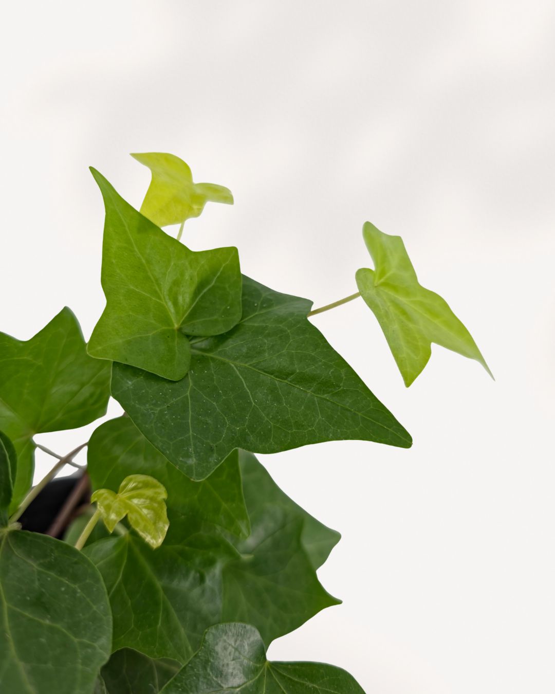 Detailed close-up of Algerian Ivy Green foliage, highlighting the distinct leathery texture and brilliant sheen of the large, heart-shaped leaves.