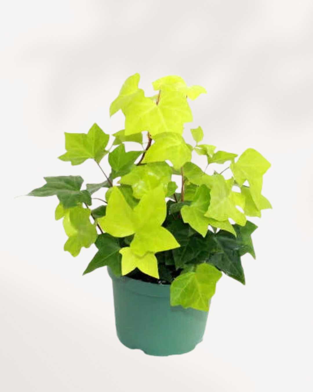 Algerian Ivy Neon | Buy Online